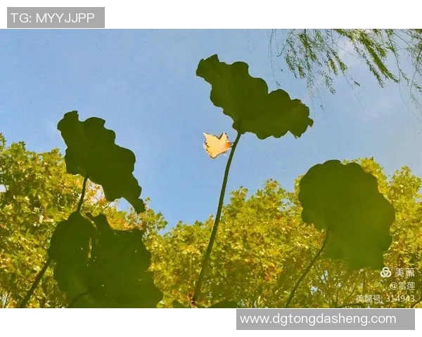 川传足球明星名单全解析及其成就回顾